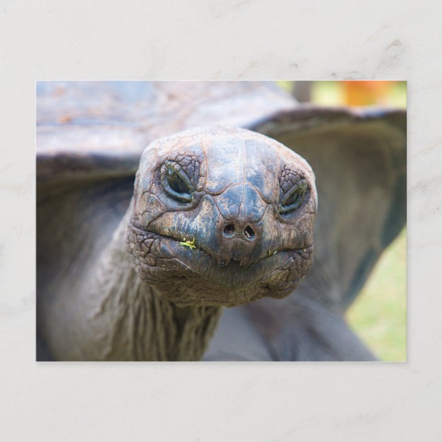 Curious turtle postcard (Front)