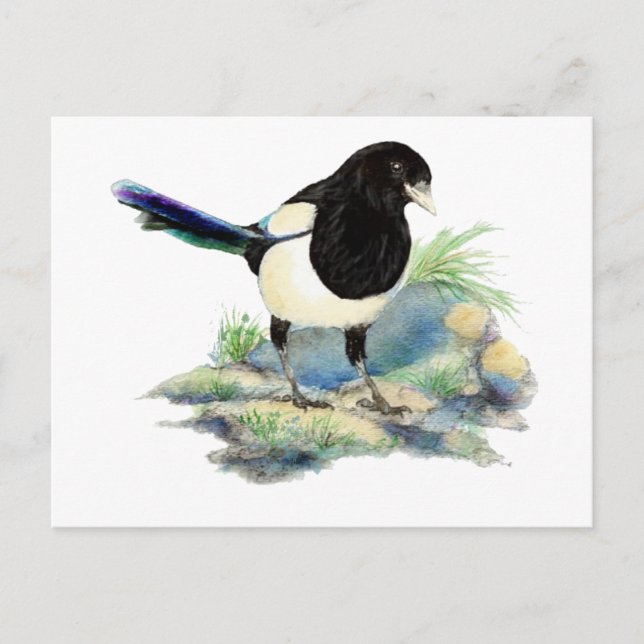 Curious Watercolor Magpie Bird Art Postcard (Front)