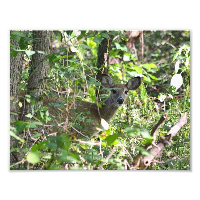 Curious Whitetail Deer Photo (Front)