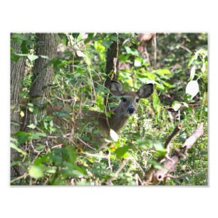 Curious Whitetail Deer Photo Print
