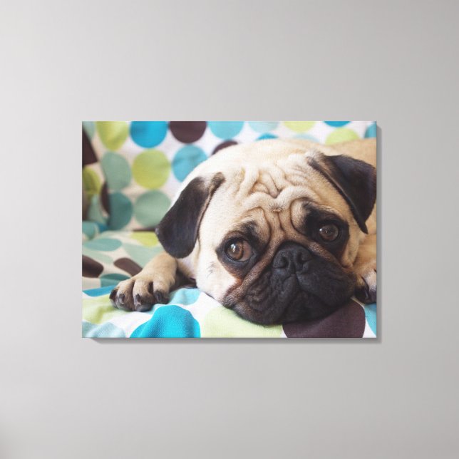 curious young pet canvas print (Front)