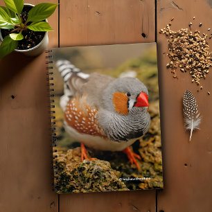 Curious Zebra Finch on the Rocks Notebook