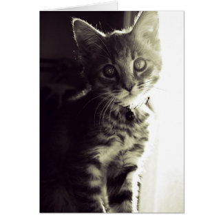 Curiouser, Curiouser en noir et blanc