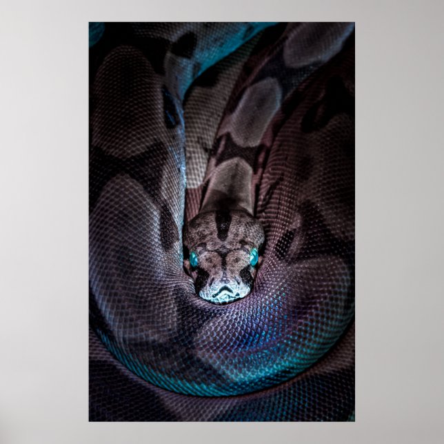 CURLED BOA CONSTRICTOR POSTER (Front)