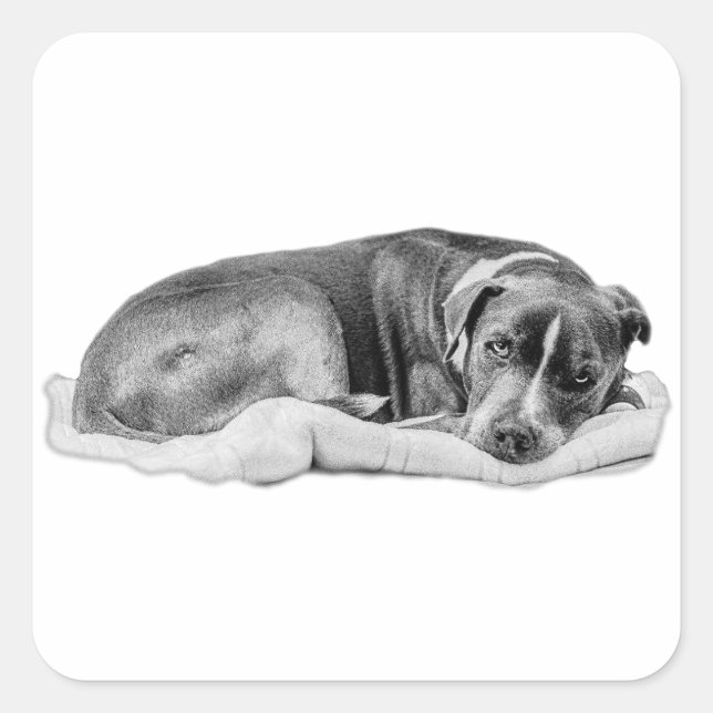 Curled Pup with Claim Staked Square Sticker (Front)