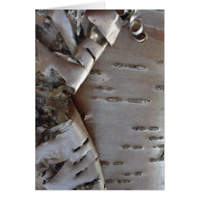 Curly Birch Bark Tree Rustic (Front)