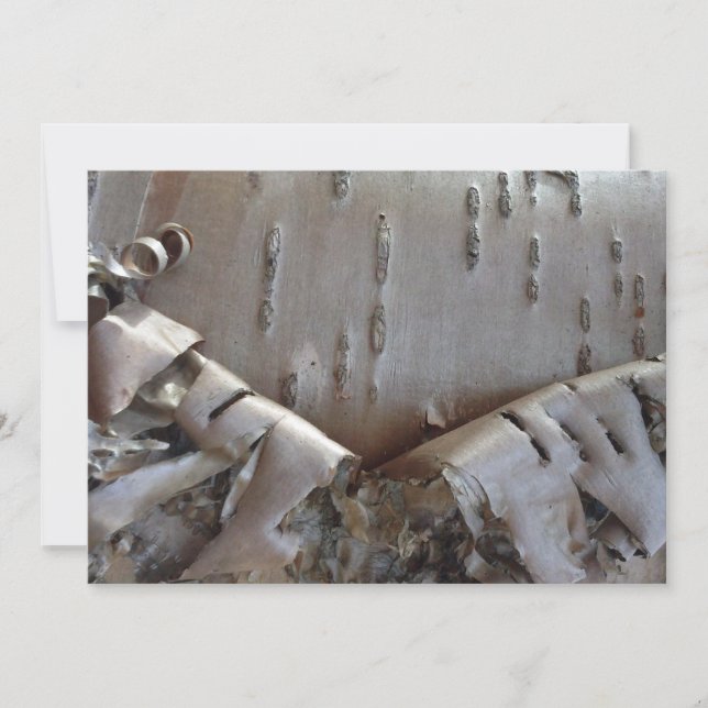Curly Birch Bark Tree Rustic Holiday Card (Front)