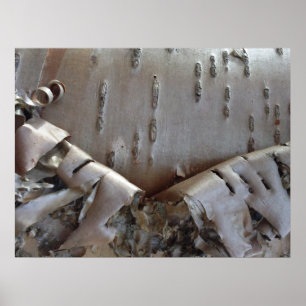 Curly Birch Bark Tree Rustic Poster