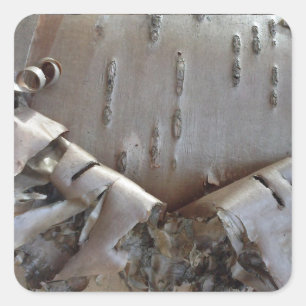 Curly Birch Bark Tree Rustic Square Sticker