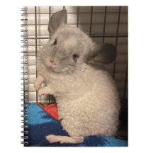 Curly Chinchilla spiral Notebook