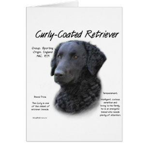 Curly-Coated Retriever History Design