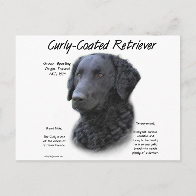 Curly-Coated Retriever History Design Postcard (Front)