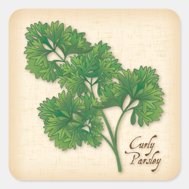 Curly Parsley Herb Square Sticker (Front)