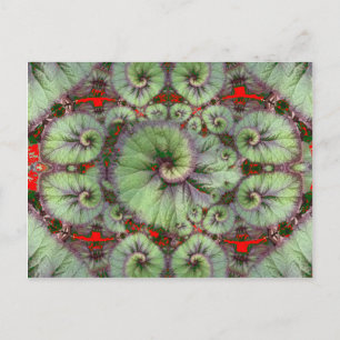 Curly Snail Begonia gifts by Sharles Postcard