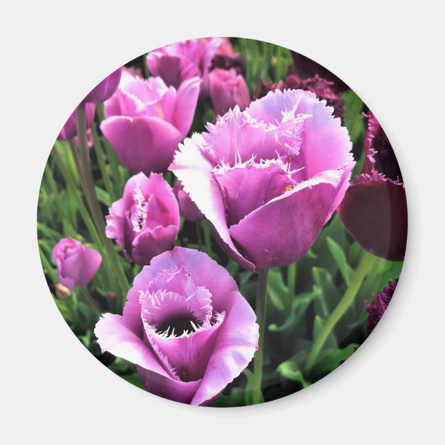 Curly Sue Purple Tulips, Oregon Magnet (Front)