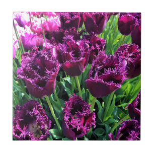 Curly Sue Purple Tulips, Oregon Tile