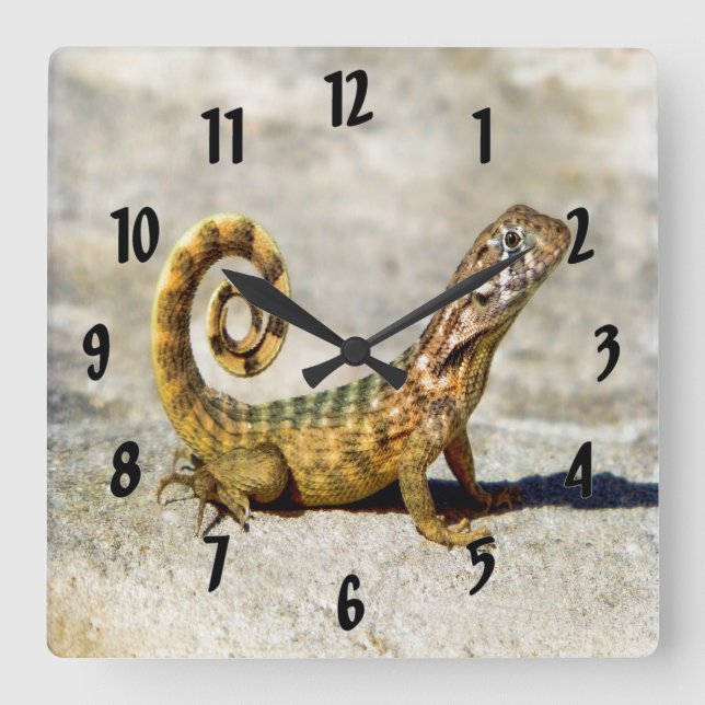 Curly Tailed Lizard Square Wall Clock (Front)