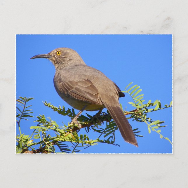 Curved-Bill Thrasher Postcard (Front)