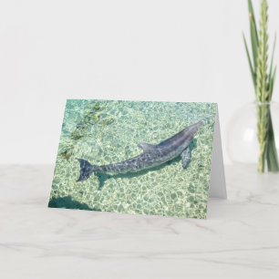 Curved Dolphin Underwater Thank You Card