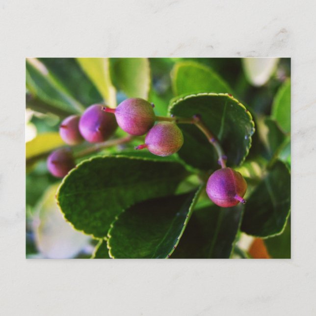 Curved Hearts Berry Postcard (Front)