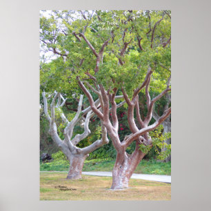 Curvy gumbo limbo trees forest Poster