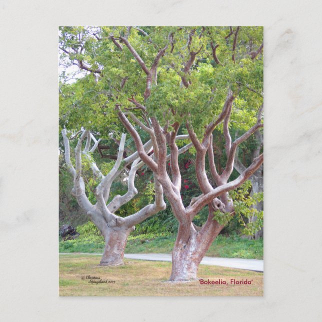 Curvy Gumbo Limbo trees Forida Postcard (Front)
