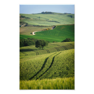 Curvy lines in green Tuscany photo print