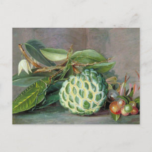 Custard Apple - Marianne North Postcard