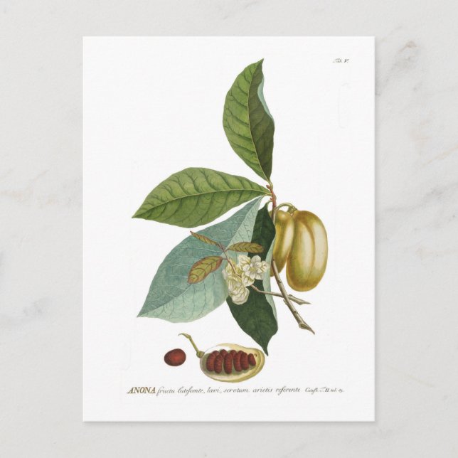 Custard apple postcard (Front)