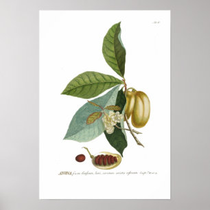 Custard apple poster