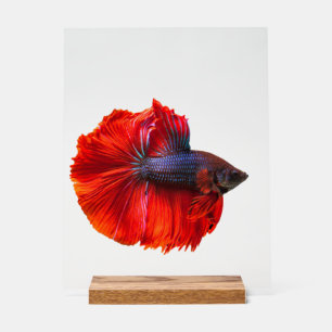 Custom 11" x 14" Acrylic Sign, with Wood Block Acrylic Sign