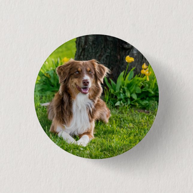 Custom Australian Shepherd Dog Pet Photo 1 Inch Round Button (Front)