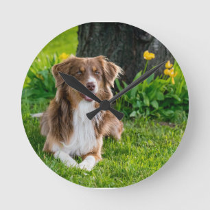 Custom Australian Shepherd Dog Pet Photo Round Clock