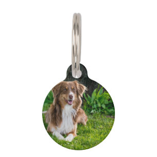 Custom Australian Shepherd Dog Pet Photo Tag