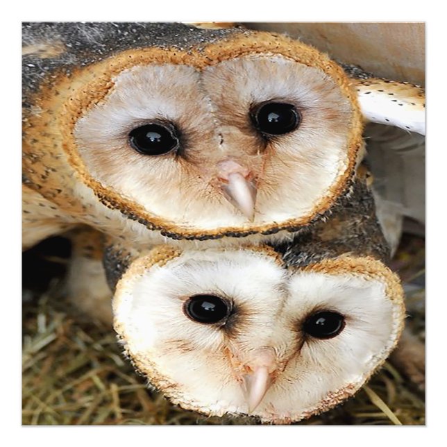 Custom baby barn owls photo print (Front)