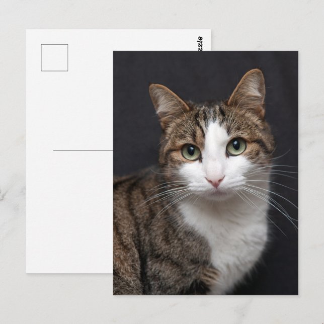 Custom Brown Tabby Cat Single Pet Photo Postcard (Front/Back)