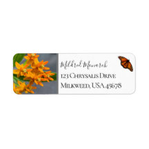 Custom Butterfly Weed Photo Native Wildflower