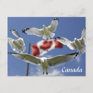 Custom Canada Flag Sagulls Post Card