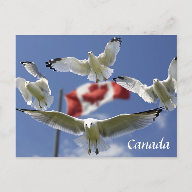 Custom Canada Flag seagulls Post card (Front)