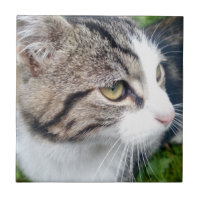 Custom cat image or other pet photo ceramic tile