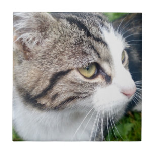 Custom cat image or other pet photo ceramic tile