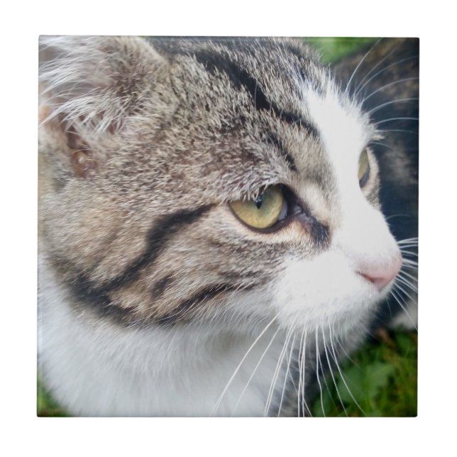 Custom cat image or other pet photo ceramic tile (Front)