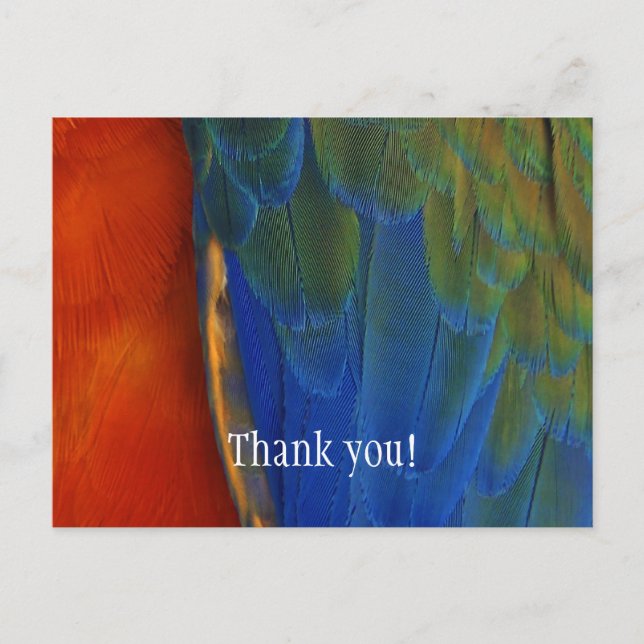 Custom Colourful Macaw Parrot Feather Thank You Postcard (Front)