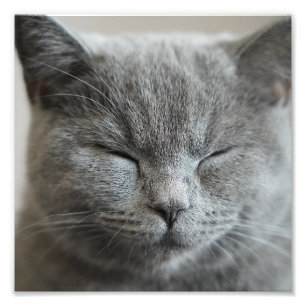 Custom Cute Grey Kitty Face Photo Print