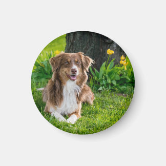 Custom Dog Pet Photo Magnet