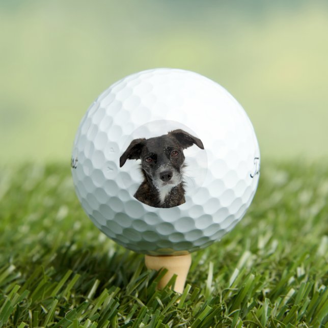 Custom Dog Photo Modern Personalized Golf Ball (Insitu Tee)