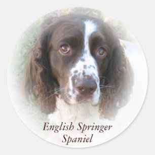 Custom English Springer Spaniel Dog Stickers