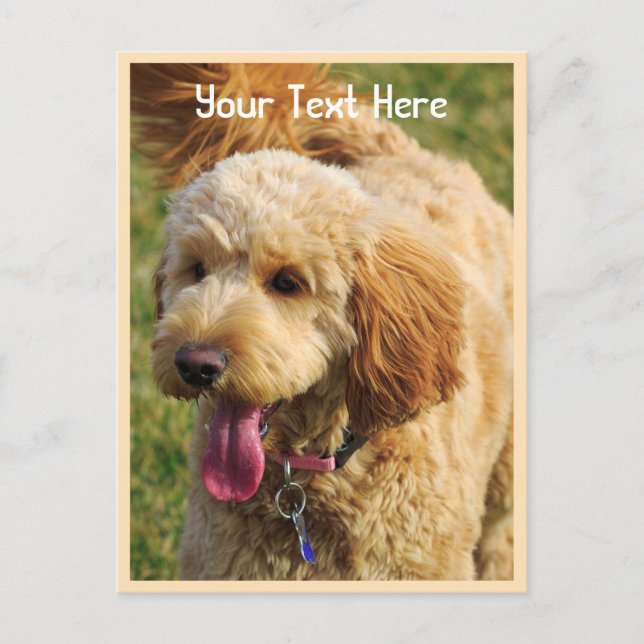 Custom Goldendoodle Dog Postcard (Front)