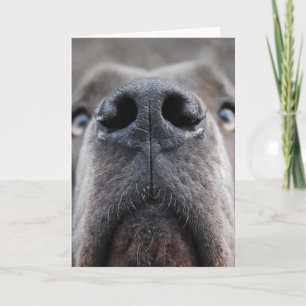 Custom Great Dane Photography Greeting Card