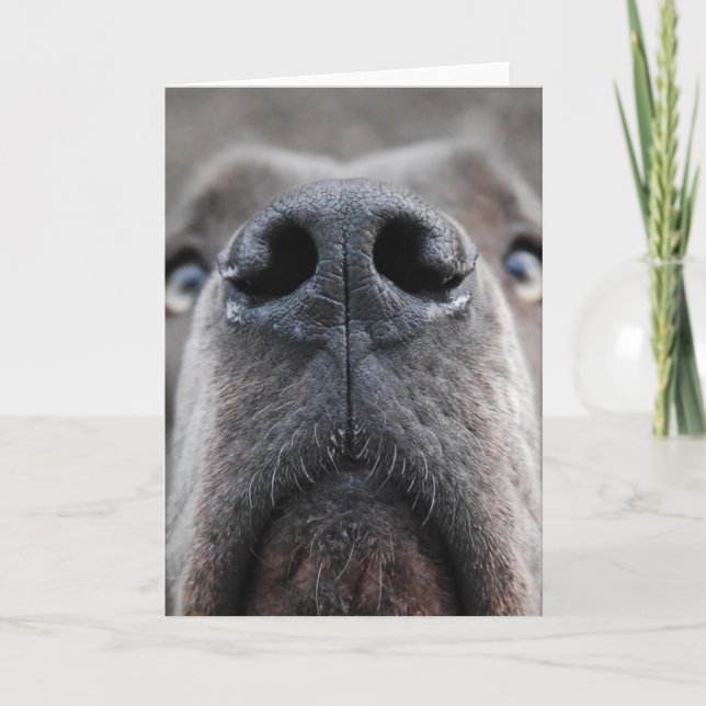 Custom Great Dane Photography Greeting Card (Front)